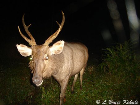 Sambar stag 2in Huai Kha Khaeng