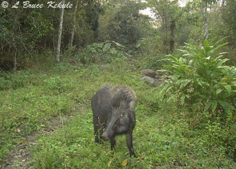 Wild pig in the late afternoon