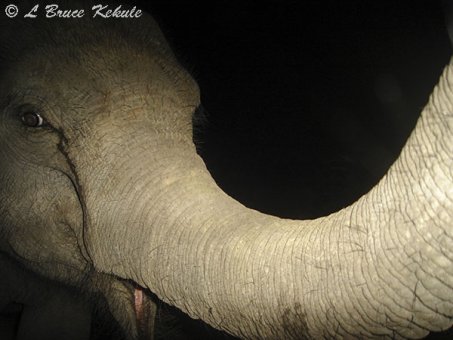 Elephant in Huai Kha Khaeng