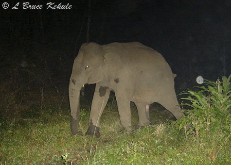 Elephant young tusker in Huai Kha Khaeng