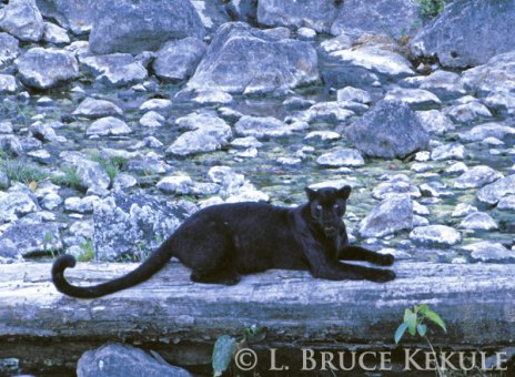 Black leopard in Huai Kha Khaeng
