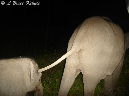 Elephants in Huai Kha Khaeng