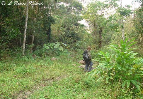 Tiger hunter in Huai Kha Khaeng
