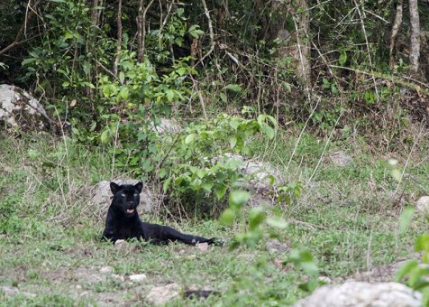 Black leopard at Kabook Kabieng hot springs in Huai Kha Khaeng
