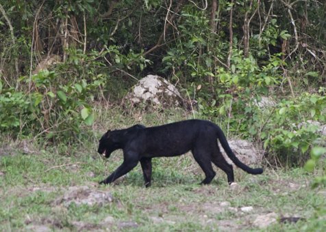 Black leopard at Kabook Kabieng hot springs in Huai Kha Khaeng