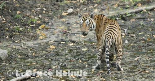 Indochinese tiger in Huai Kha Khaeng