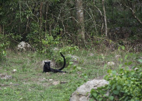 Black leopard at Kabook Kabieng hot springs in Huai Kha Khaeng
