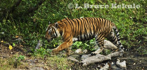 Indochinese tiger in Huai Kha Khaeng