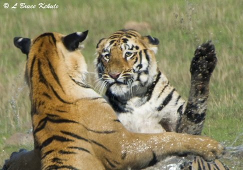Tigers sparring in Tadoba
