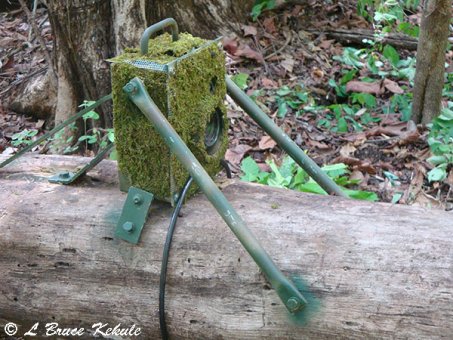 Nikon D700 camera trap