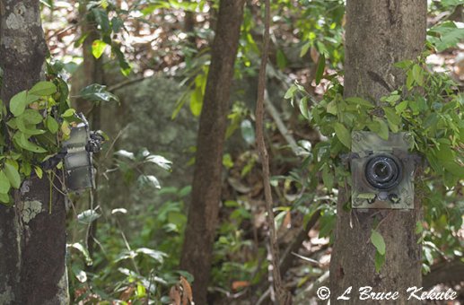 Canon 350D camera trap