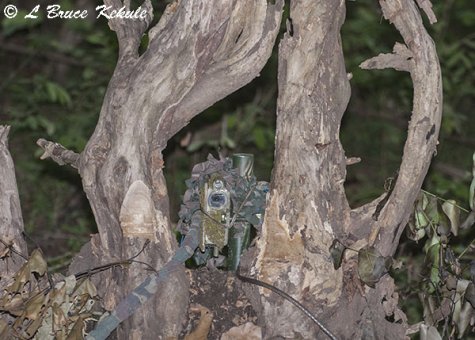 Nikon D700 camera trap ML-3 transmitter