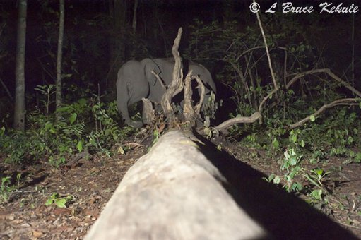 Elephant 1 in Huai Kha Khaeng