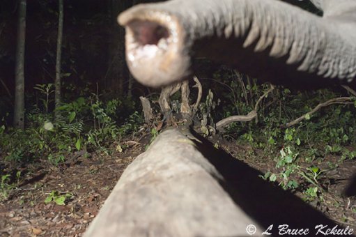 Elephant's trunk in Huai Kha Khaeng