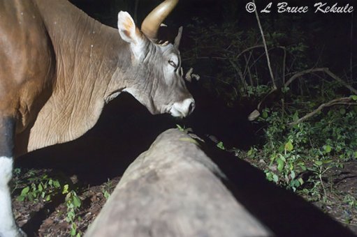 Banteng bull in Huai Kha Khaeng Wildlife Sanctuary