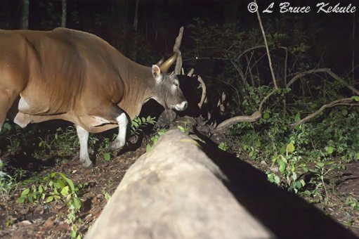 Banteng bull in Huai Kha Khaeng Wildlife Sanctuary