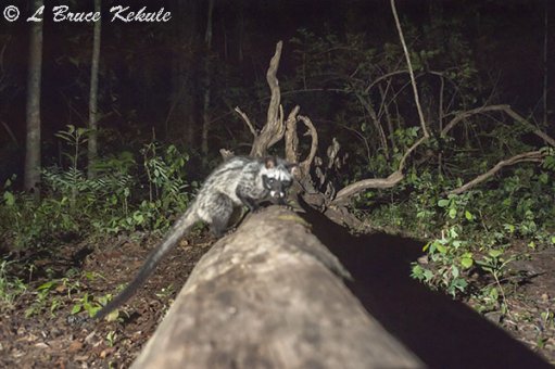 Common Palm Civet in Huai Kha Khaeng
