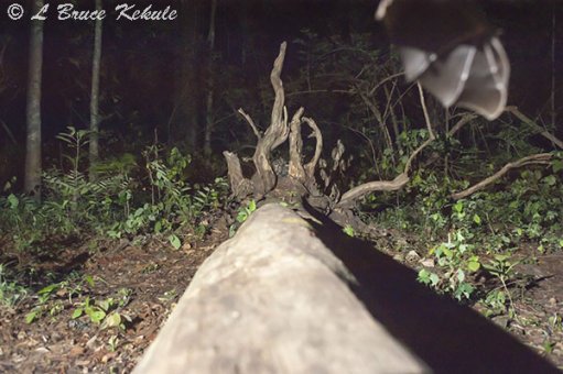 Bat in flight