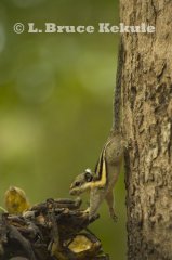 Thailand's wildlife