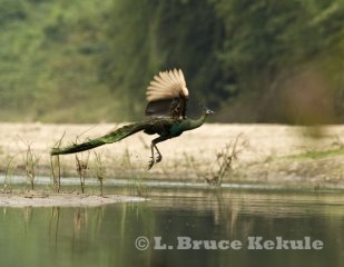 Thailand's wildlife