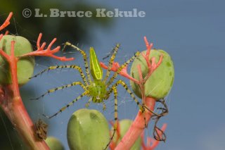 Thailand's wildlife