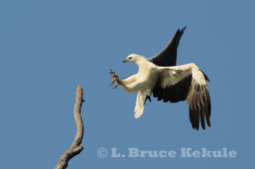 Thailand's wildlife