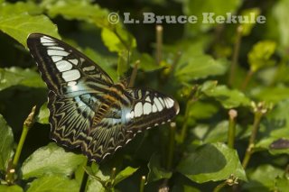 Thailand's wildlife