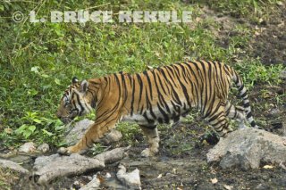 Tiger male in Huai Kha Khaeng