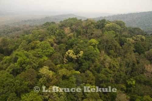 Hill evergreen forest