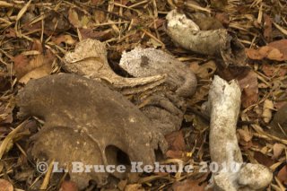 Gaur Bones in HKK