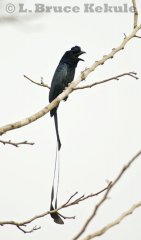 Greater racket-tailed drongo