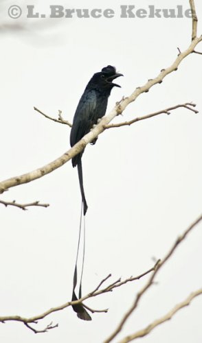Greater racket-tailed drongo