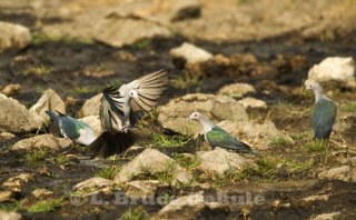 green imperial pigeon