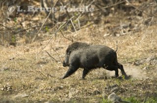 wild-boar-on-the-run_0