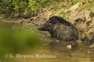 Wild pig wallowing in mud