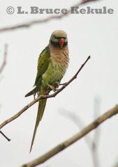 Red-breasted Parakeet