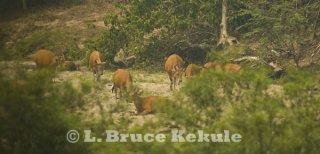 Banteng herd in Huai Kha Khaeng
