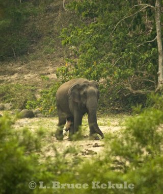 Asian elephant - tuskless bull