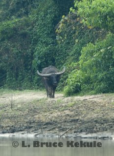 wild-water-buffalo-bull_0