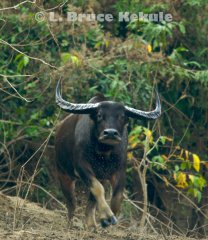 Wild water buffalo cow charging
