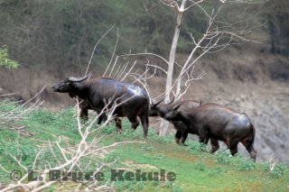 Wild water buffalo herd in Huai Kha Khaeng Wildlife Sanctuary
