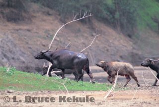 Wild water buffalo herd in Huai Kha Khaeng Wildlife Sanctuary