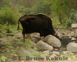 Gaur bull at a waterhole in Huai Kha Khaeng Wildlife Sanctuary, Western Thailand