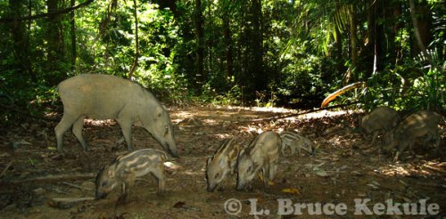 Wild pig mother and piglets in Khlong Saeng Wildlife Sanctuary, Southern Thailand
