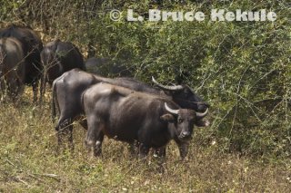 Domestic buffalo in Huai Kha Khaeng Wildlife Sanctuary, Western Thailand