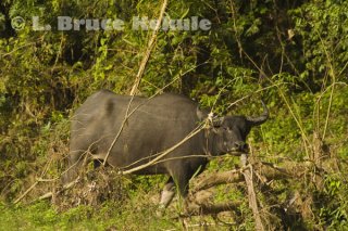 Wild water buffalo cow in Huai Kha Khaeng Wildlife Sanctuary