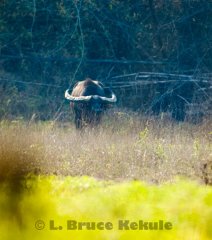 Wild water buffalo bull in 2006