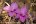 Deciduous flower