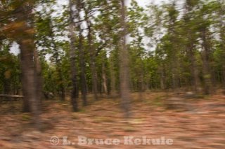 Forest abstract
