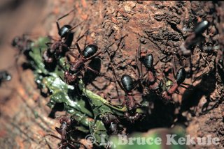 Carpenter ants in Thung Yai Naresuan WS